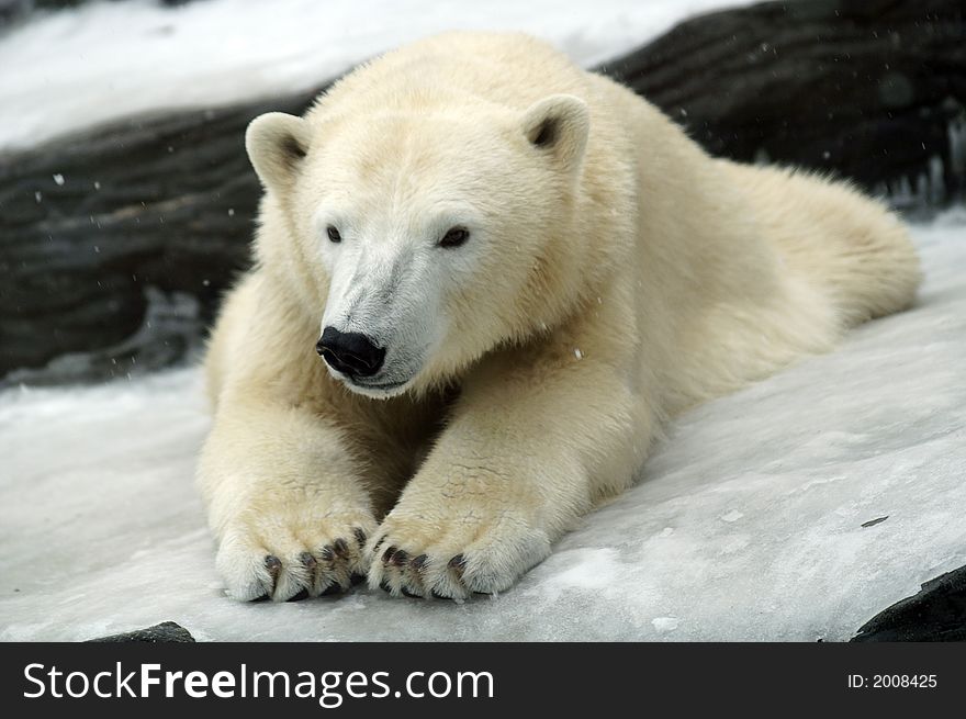 Lying polar bear with snow