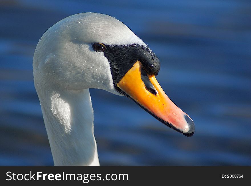 Close up of white swan on a blue lake, with beads of water. Close up of white swan on a blue lake, with beads of water