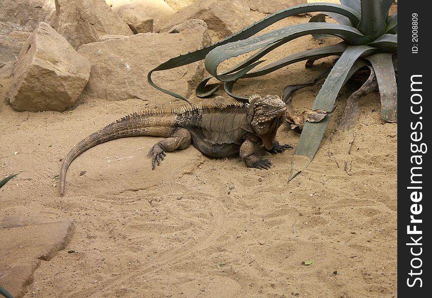 Iguana at desert like place