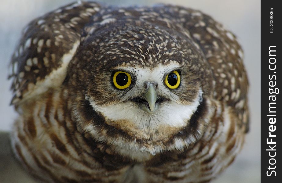 Burrowing Owl (portrait_4)