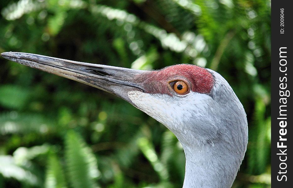 This is a sandhill crane, taken n tampa florida, ths is a  head shot. This is a sandhill crane, taken n tampa florida, ths is a  head shot