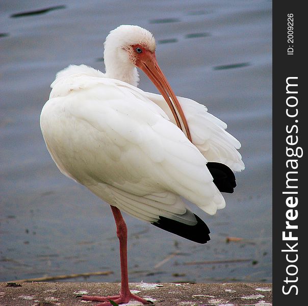 This is a ibis,found in largo florida,they come in red ,mottled and white