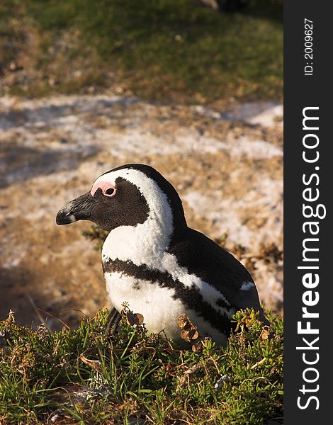 Jackass Penguin (Spheniscus Demersus)