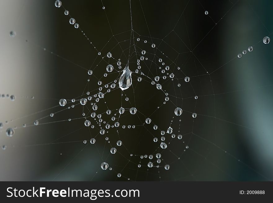The spiderweb with the bead of the morning dew.