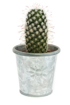 Single Cactus In A Silver Pot Over White Royalty Free Stock Image Single Cactus In A Silver Pot Over White Royalty Free Stock Image