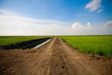 Green Grass And Way Stock Photography Green Grass And Way Stock Photography