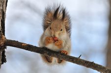 Red Squirrel. Stock Image Red Squirrel. Stock Image