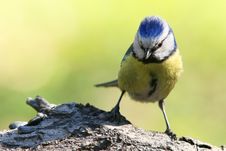 Blue Tit Royalty Free Stock Image