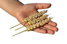 Hand Holding Wheat Grain Royalty Free Stock Photos Hand Holding Wheat Grain Royalty Free Stock Photos
