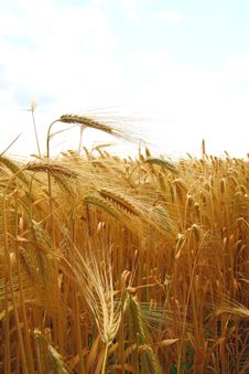 Yellow Wheat Field Royalty Free Stock Photography Yellow Wheat Field Royalty Free Stock Photography