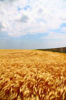Yellow Wheat Field Royalty Free Stock Photography Yellow Wheat Field Royalty Free Stock Photography