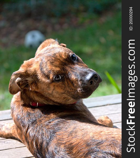 A mixed-breed Plott hound Labrador puppy. A mixed-breed Plott hound Labrador puppy