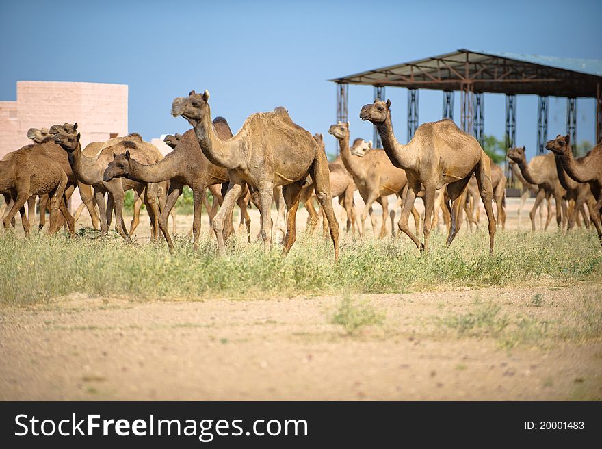 A group of camels walking in a desert near a building in India. A group of camels walking in a desert near a building in India