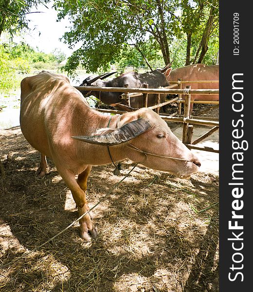 White buffalo in agriculture farm in countryside of Thailand