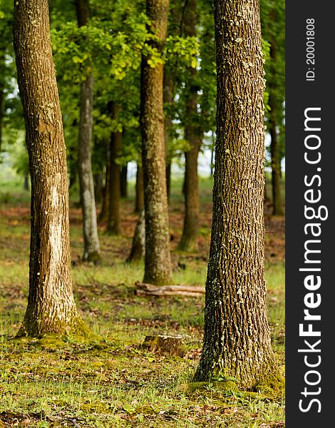 Green forest with oak trees