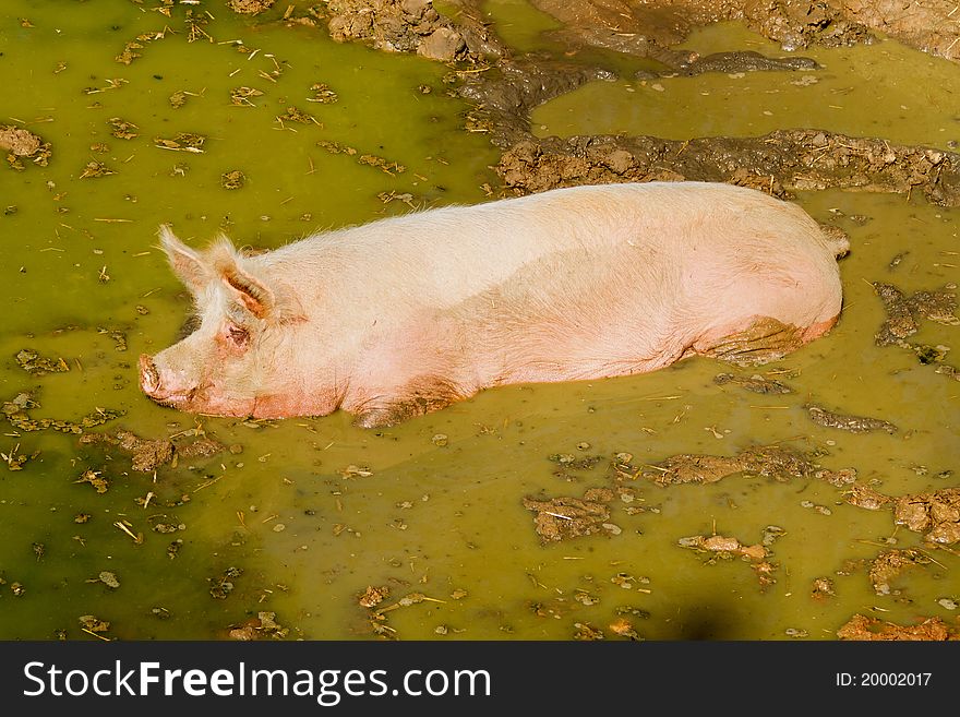 Full pig is sleeping in the puddle