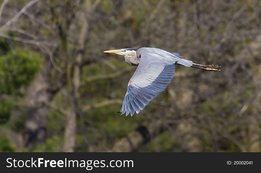 Great Blue Heron in flight to a new location.