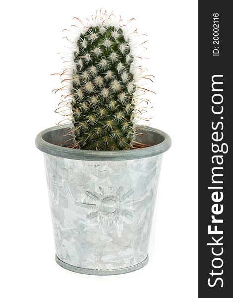 Single Cactus In A Silver Pot Over White