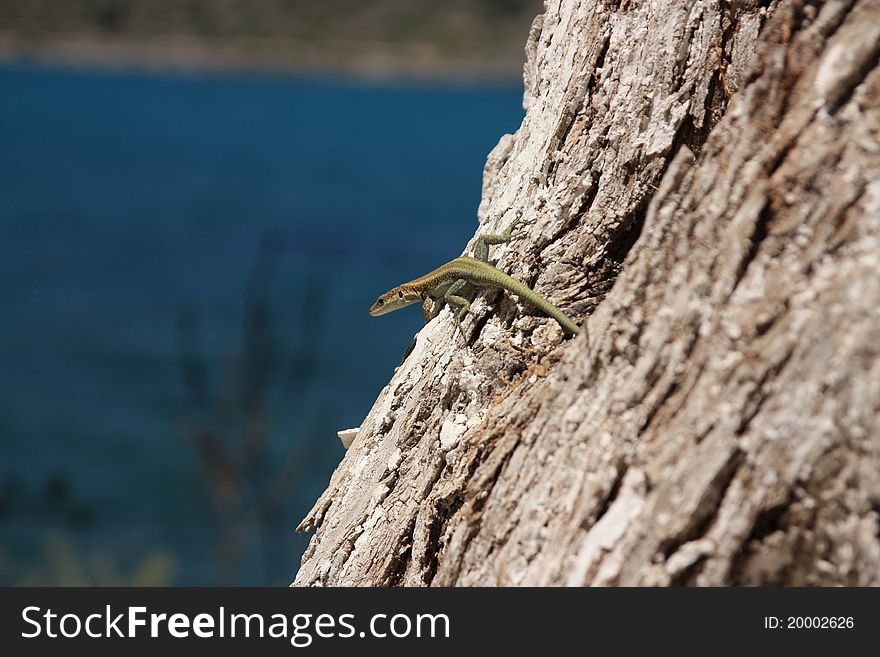 Lizard on the tree in sunny day