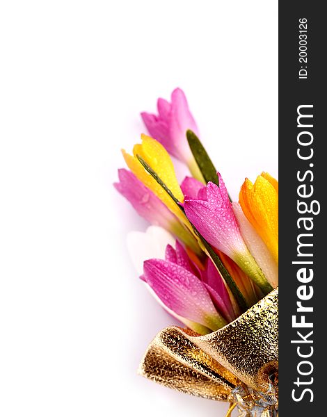 Crocus Flowers As Gift