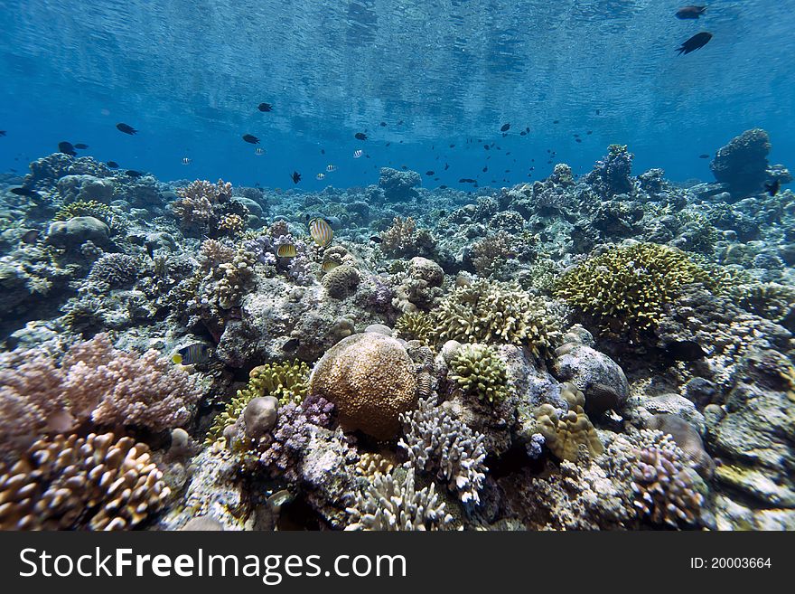 Coral gardens off the coast of Bunaken island in North Sulawesi, Indonesia. Coral gardens off the coast of Bunaken island in North Sulawesi, Indonesia
