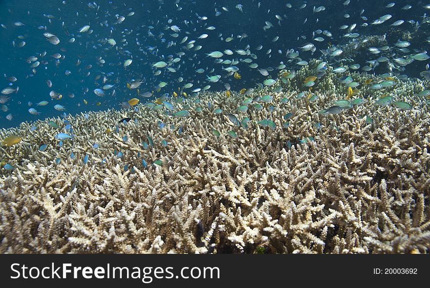 Staghorn coral with schooling blue damsel fish on Indonesian coral reef. Staghorn coral with schooling blue damsel fish on Indonesian coral reef