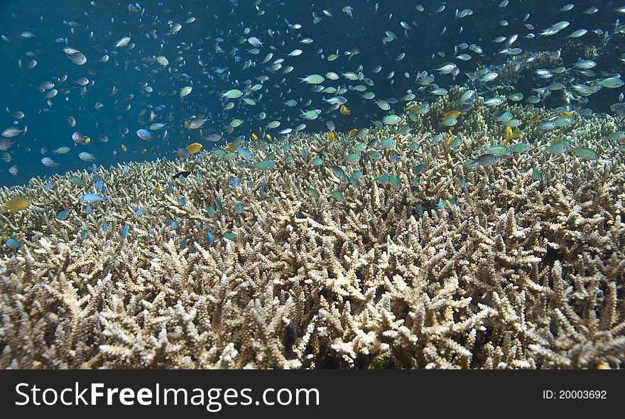 Coral Gardens Indonesia