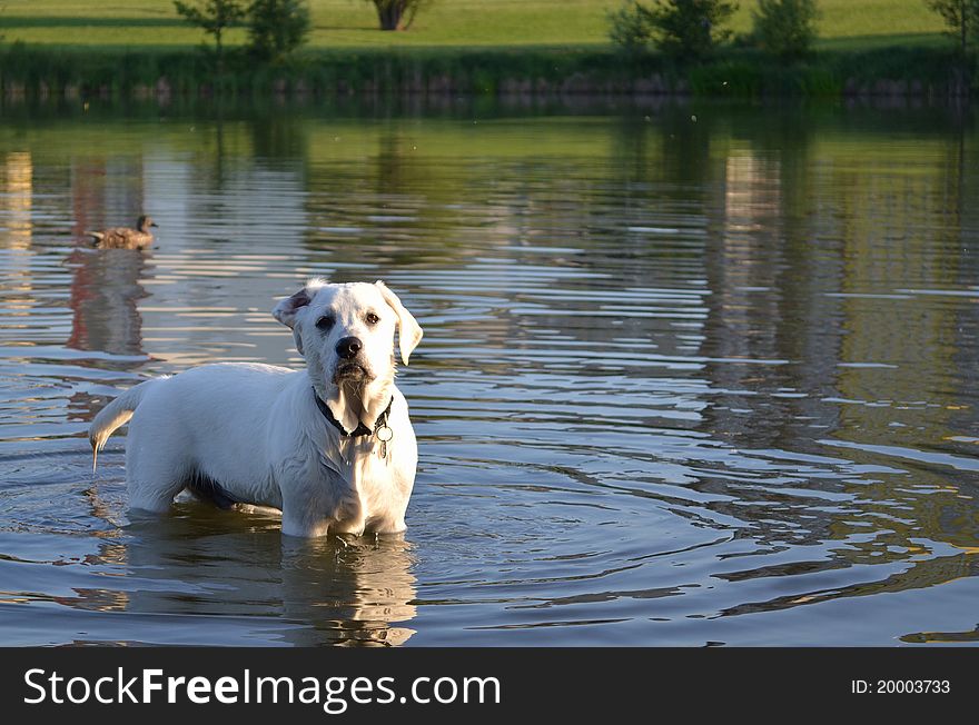 The swimming dog look at me in the lake
