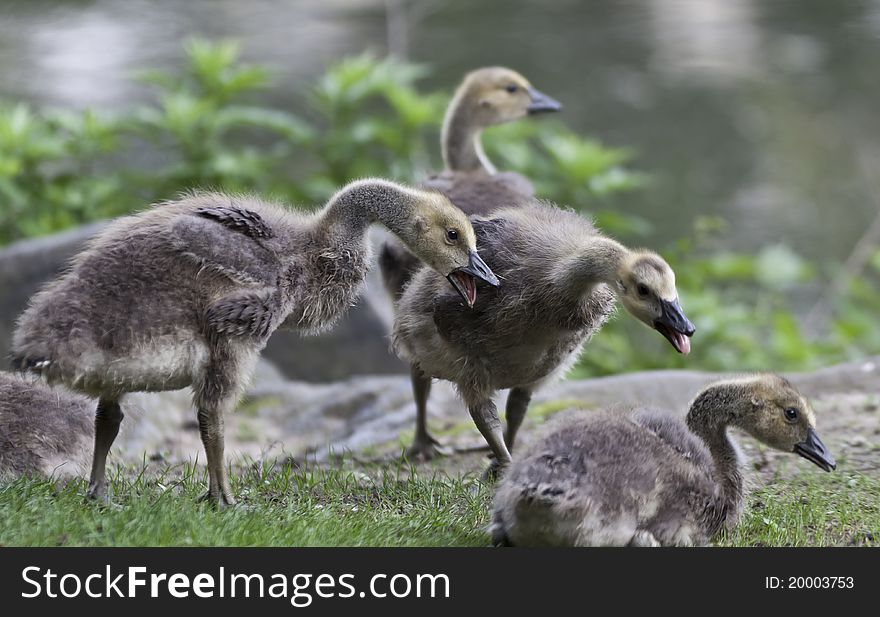 Canada Goose, Branta canadensis in Central Park, New York City. Canada Goose, Branta canadensis in Central Park, New York City