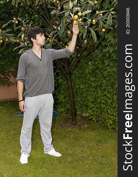 Young boy picking loquat fruits from a tree. Young boy picking loquat fruits from a tree