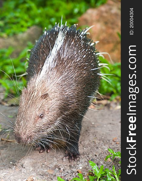 A Porcupine looking at camera