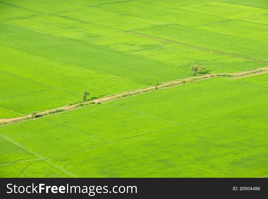 Paddy field ,bird eye view