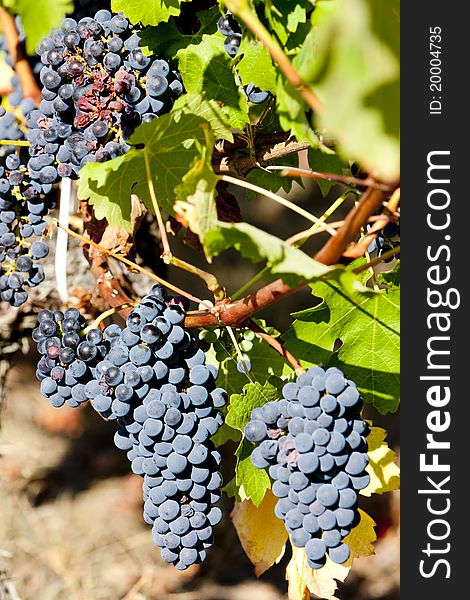 Blue grape in Bordeaux Region, Aquitaine, France. Blue grape in Bordeaux Region, Aquitaine, France
