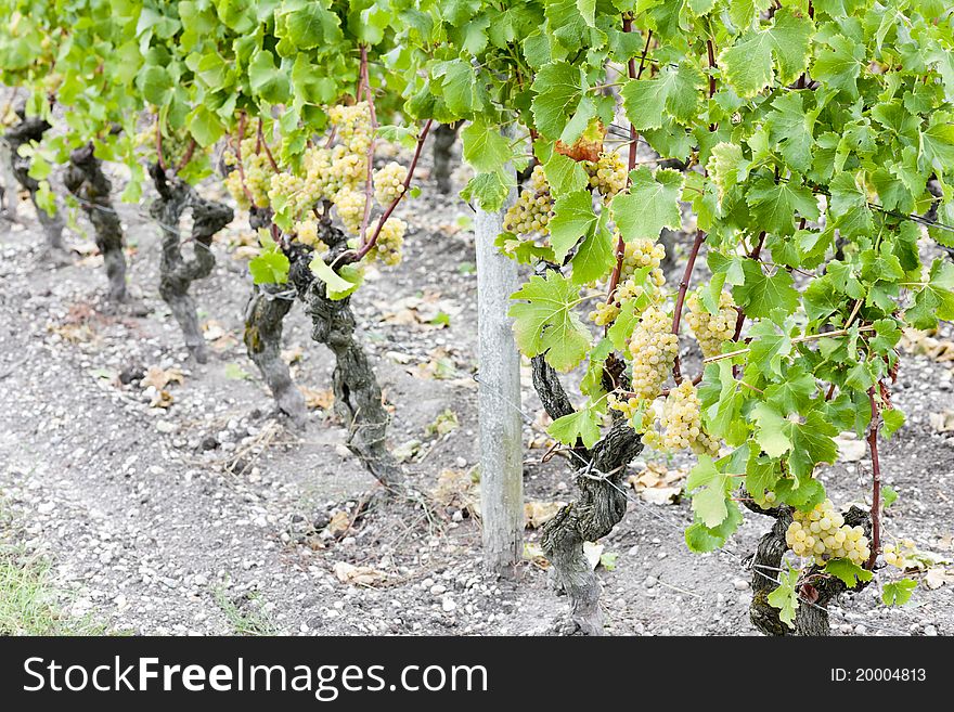 White grape in vineyard, Sauternes Region, Aquitaine, France