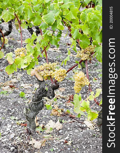 White grape in vineyard, Sauternes Region, Aquitaine, France