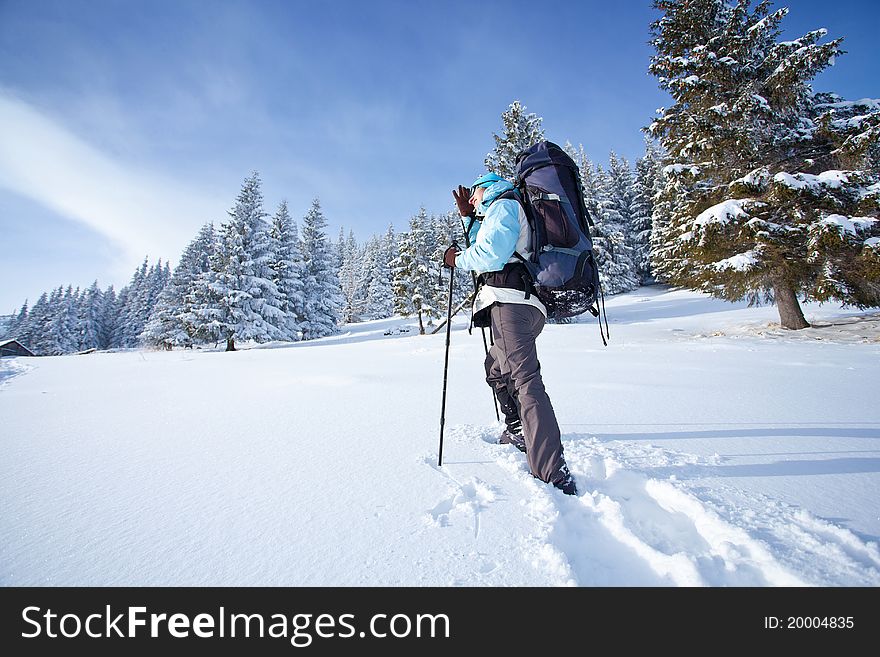 Hiker walks in snow forest. Hiker walks in snow forest