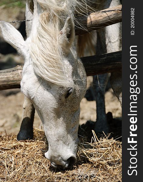 White horse busy eating hay