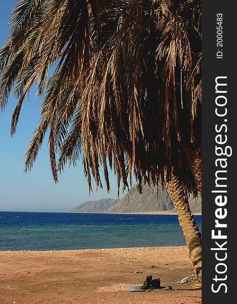 Landscape of palm tree on the beach. Landscape of palm tree on the beach