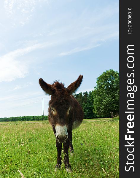 Donkey in a Field in sunny day, animals series