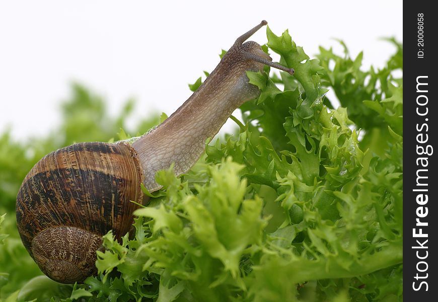 Snail eating a salad leaf