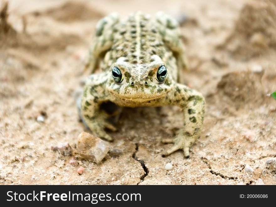 Frog in its natural habitat in a woodland, wild frog