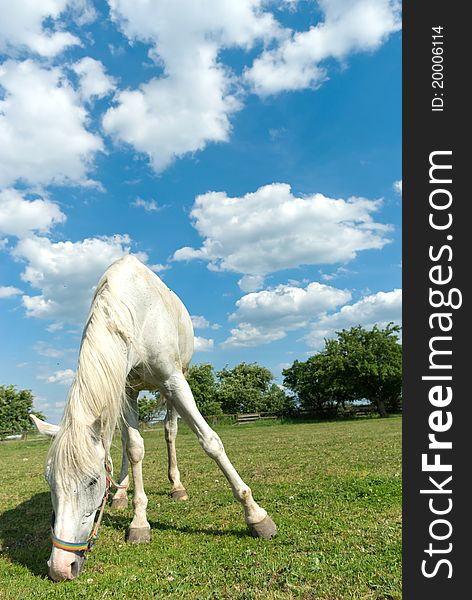 Beautiful Horse in a Green Meadow in sunny day