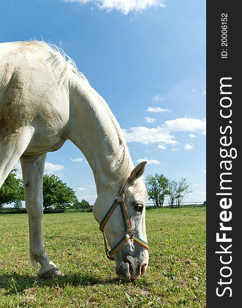 Beautiful Horse in a Green Meadow in sunny day