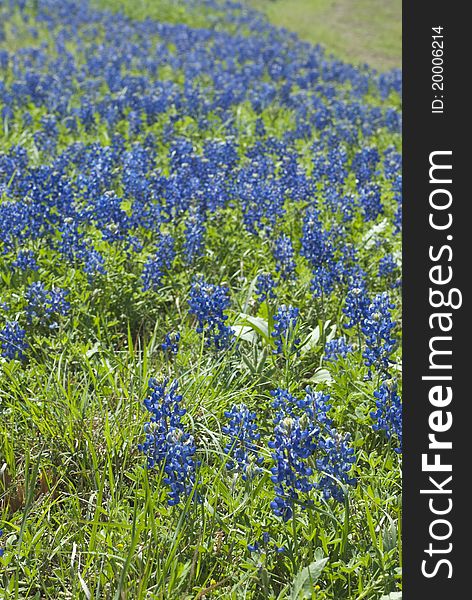 This is a bluebonnet field in Austin, Texas.