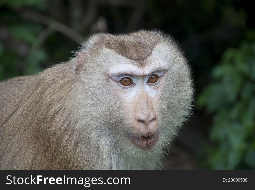 Monkey as forest background view