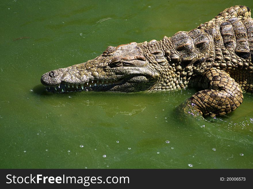 South African Crocodile Swimming in Green Dirty Water