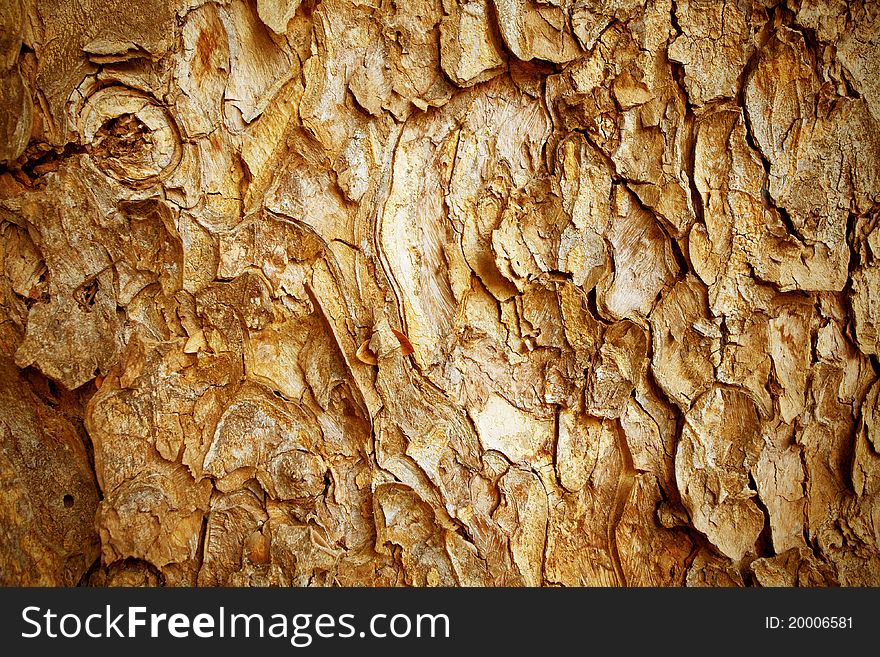 Old bark pattern as background