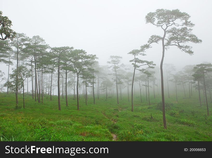 Mysterious foggy in forest of Thailand