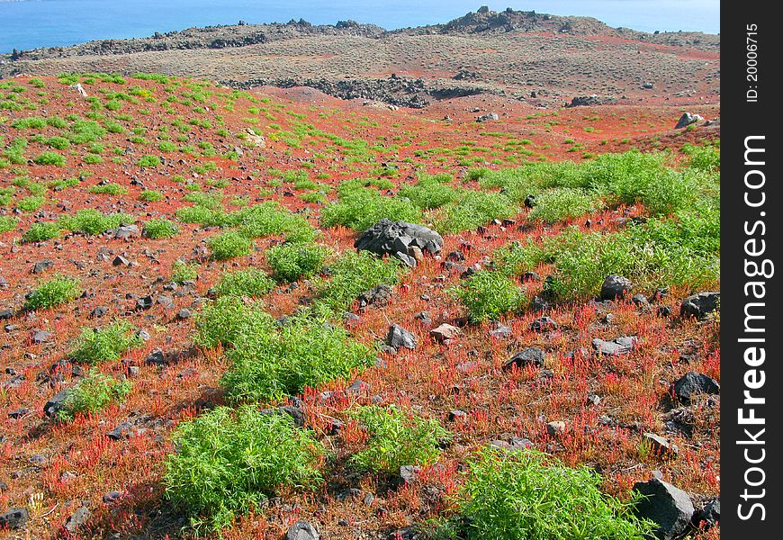 Prairie with clumps of wild peas from the island volcano of Santorini in Greece Thirasia in the Mediterranean Sea, the Cyclades archipelago. Prairie with clumps of wild peas from the island volcano of Santorini in Greece Thirasia in the Mediterranean Sea, the Cyclades archipelago