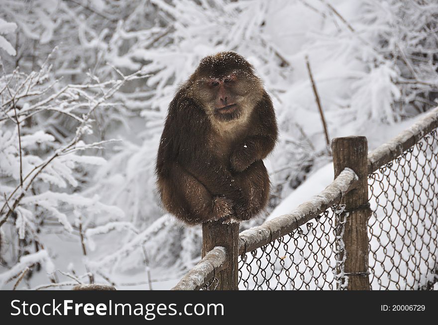 An adult male Monkey at Mt.emei sitting in the snow. An adult male Monkey at Mt.emei sitting in the snow